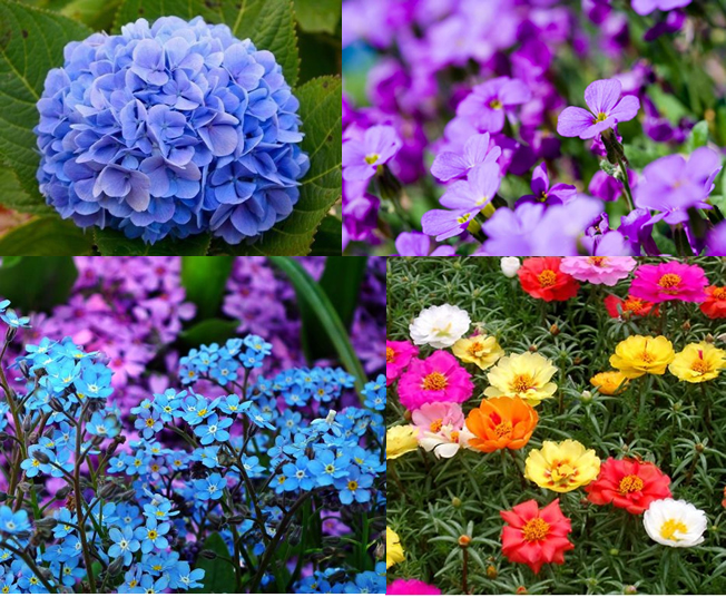 Flores para se cultivar em casa.