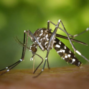 Tratamento da dengue clássica e hemorrágica
