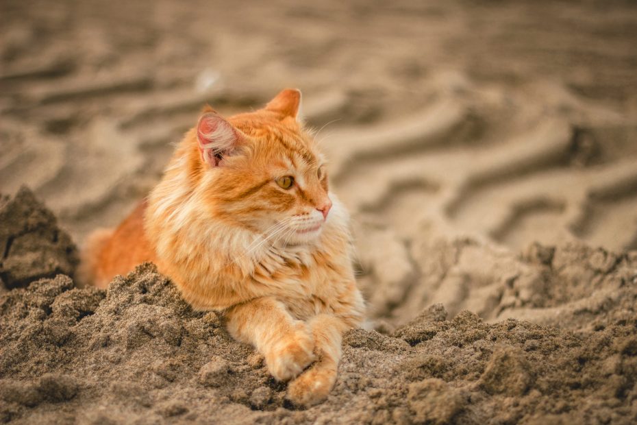 Como escolher a areia ideal para os gatos